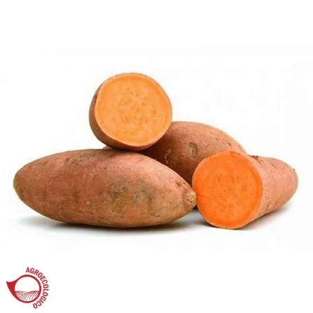 Batata Boniato en transición agroecológica x 1k